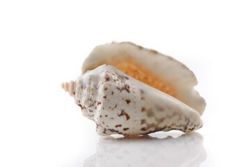 Isolated shells with white Background.