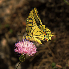 Side view of an Old World Swallowtail (Papilio machaon) with spread wings sitting an a pink flower...
