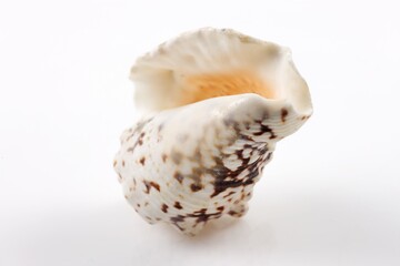 Isolated shells with white Background.