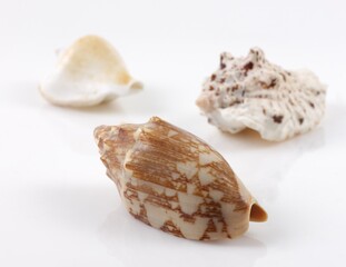 Isolated shells with white Background.