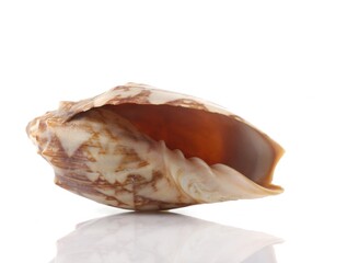 Isolated shells with white Background.