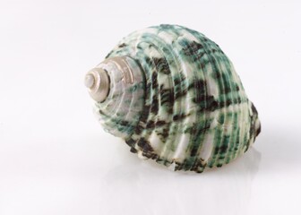 Isolated shells with white Background.