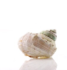 Isolated shells with white Background.