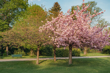 Park in blossom
