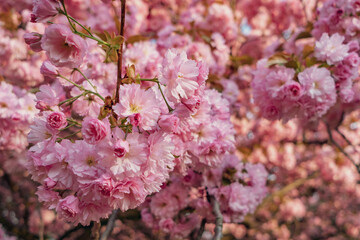 Flowers of cherry tree