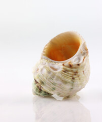 Isolated shells with white Background.
