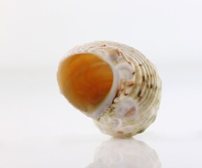 Isolated shells with white Background.