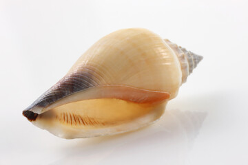 Isolated shells with white Background