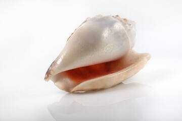 Isolated shells with white Background