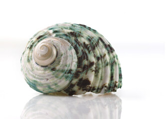 Isolated shells with white Background