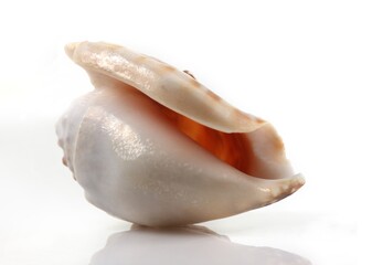 Isolated shells with white Background