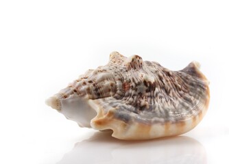 Isolated shells with white Background