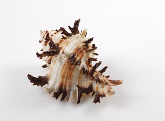 Isolated shells with white Background