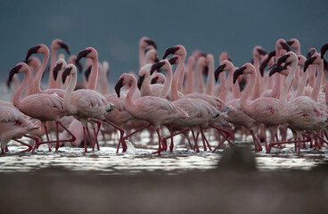 Fototapeta premium Lesser Flamingos moving in one direction at Lake Bogoria, Kenya