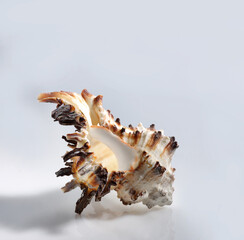 Isolated shells with white Background