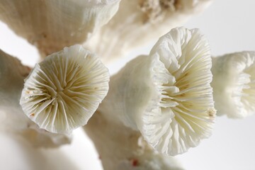 Isolated shells with white Background