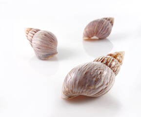 Isolated shells with white Background