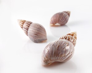 Isolated shells with white Background