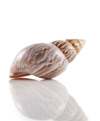 Isolated shells with white Background