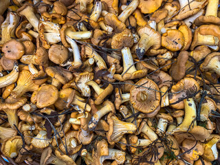 Mushrooms yellow Chanterelles or Cantharellus cibarius in a basket. Ukraine. July 2020