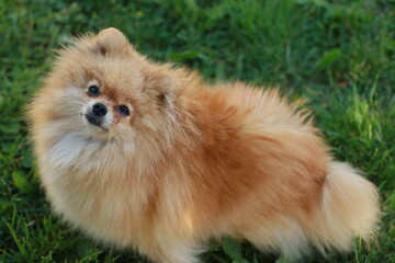 Orange pomeranian spitz dog walks in nature