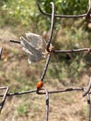 barbed wire fence