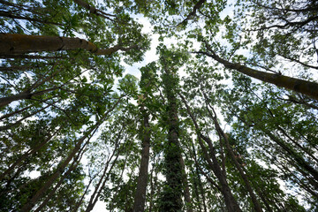 Parasitic vine wrapped around tree trunk in tropical forest