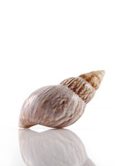 Isolated shells with white Background