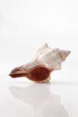 Isolated shells with white Background