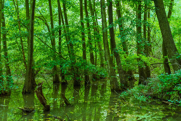 Trees that stand in a flooded forest, trees in the swamp, autumnal, fallen trees