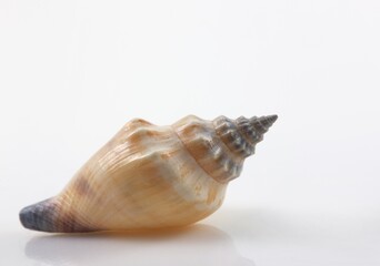 Shell