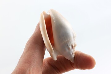 Shell