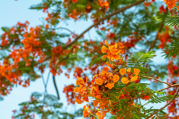 Pride of Barbados on a background sky