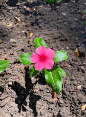 Pink flower Catharanthus, Botanical garden. I. S. Kosenko, In Krasnodar
