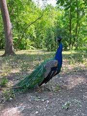 Peacock in the bird nursery of the I. S. Kosenko Botanical garden, Krasnodar