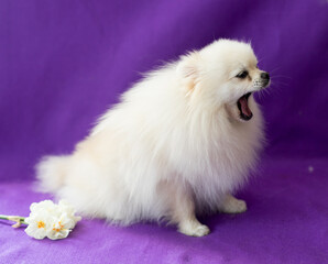 White dog Pomeranian
yawns