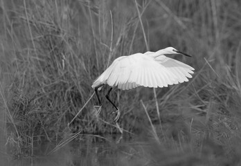 Little Egret takeoff at Asker Marsh, Bahrain
