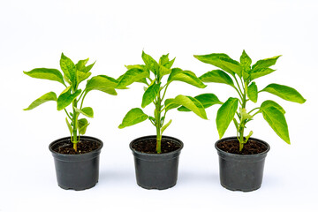 Bell Pepper seedling in a plastic pot on a white background