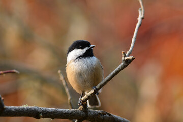 Black Capped Chickadee