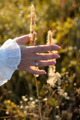 Close-up of a female hand with a ring on the finger, white sleeve. Against the background of sunset on the field. The hand touches the spikelets.