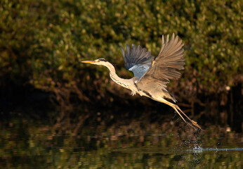 Grey Heron takeoff at Tubli bay, Bahrain