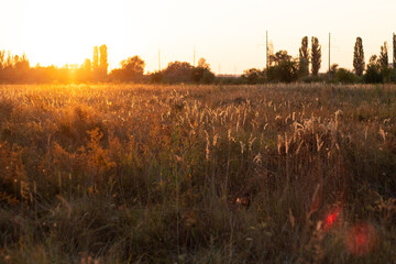 sunset in the field