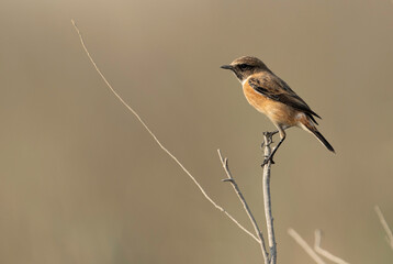 Siberian stonechat perched on twig , Bahrain