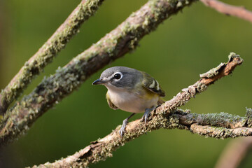 Blue-headed Vireo bird