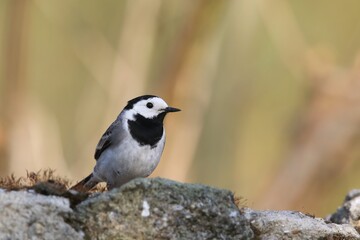 Beautiful black and white bird, White Wagtail (Motacilla alba), song bird in the nature habitat