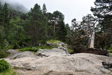 mountainous landscape with an ancient tree where you can see the roots
