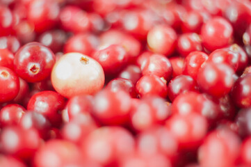 Cranberry. Small forest red berry. A scattering of cranberries. Vitamins from nature
