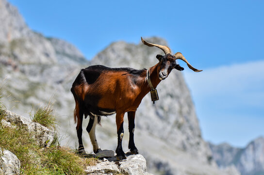 cabra en los picos de europa