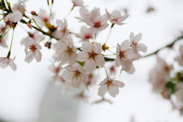A picture of gorgeous cherry blossoms on a spring day