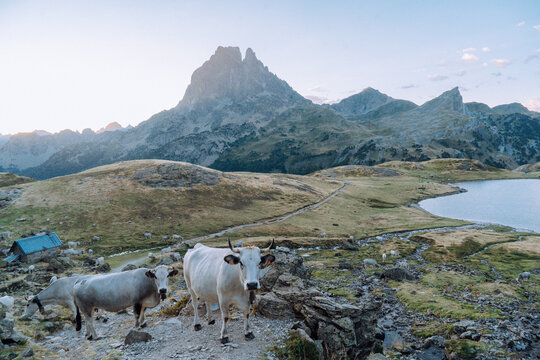 Pic du Midi d'Ossau au lever du soleil et ses vaches / Pyrénées France